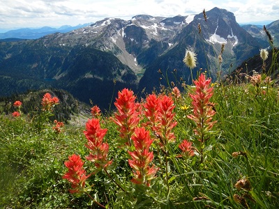 Sol Mountain Wildflowers