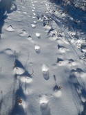 Cougar tracks